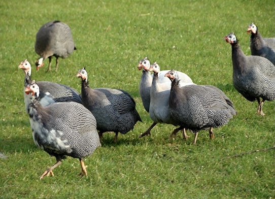 guinea fowl